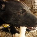 犬は骨を食べてもい…
