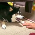 犬と飼い主が遊んで…