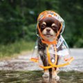 梅雨に気をつけるべ…