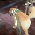 犬と初めての道を散…