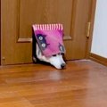 猫用の小さなドアを…