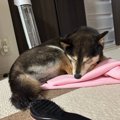 飼い主さんの匂いが…