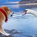湖で『犬が白鳥と出…