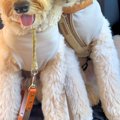 長期旅行の帰りの車…