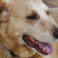 犬の老衰　その症状…