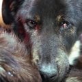 口が開かない犬。手…
