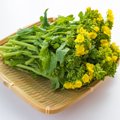 犬は菜の花を食べて…
