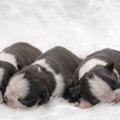 犬のお産はどういう…
