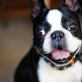 犬が聞いたら喜ぶ『…