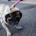 犬が『散歩拒否』す…