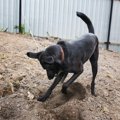 犬が『ウンチ』を隠…