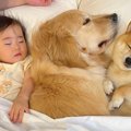 １歳の女の子がベッ…