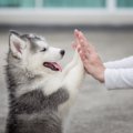 犬と『心の距離』を…