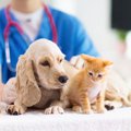 犬に血液型ってある…
