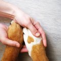 保健所と動物愛護セ…