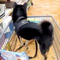 ホームセンターでお…