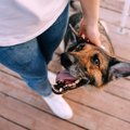 犬が『心の底から好…
