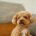 傷つきやすい？繊細…