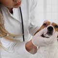 犬が目をしょぼしょ…