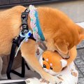 柴犬に『豆柴のぬい…