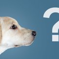 犬は『曜日』を理解…