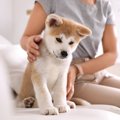 子犬を苦しませてし…