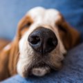 クセになる♡犬から良…