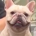 トリミング中の犬→隠…
