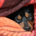 犬の低体温症の原因…