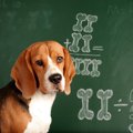 犬を飼うのに免許が…