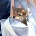 小さくてコロコロし…