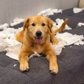 犬がティッシュを食…