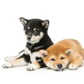 柴犬の年齢は人間に…