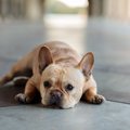犬が物や壁にぶつか…