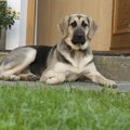 犬が飼い主以外に懐…