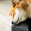 犬が『寝る場所』を…