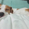 わんちゃんにとって…