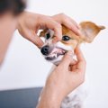 犬が死ぬ可能性のあ…