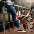 犬が飼い主の足に体…