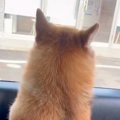 『病院いくよ』お出…