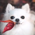 犬が落ち葉を食べて…