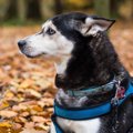 犬が『ピタッと止ま…