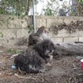 子どもたちの通報で…