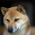 犬が『寂しかったよ…