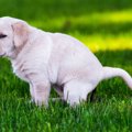 犬の『危険なウンチ…