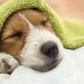 犬が『夜泣き』をす…