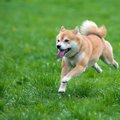 柴犬のしっぽの種類9…