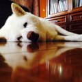 秘密結社老犬倶楽部…