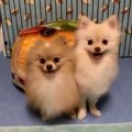 パンケーキにIN♡ポメ…