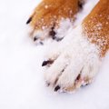 犬が「しもやけ」に…